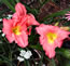 Hemerocallis Painted Pink